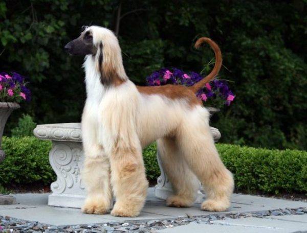 Afghan hound in the park