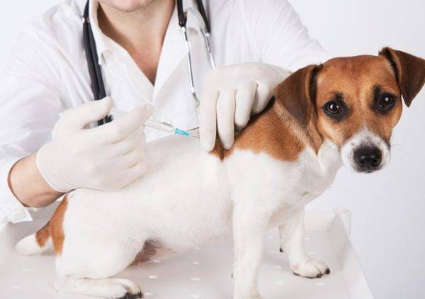 Inoculation of the dog from depriving